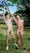 The Sprayed Sprinkler 10